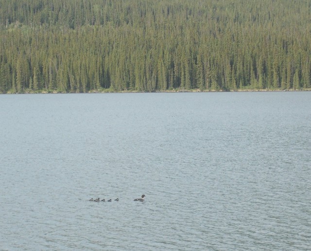 Birds- Palmer Lake BC