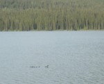 Birds- Palmer Lake BC